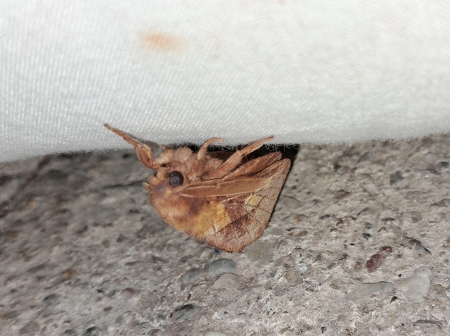 Euthrix potatoria - szomjas pohók