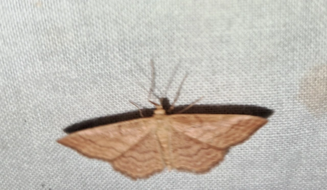Idaea ochrata - okkerszínű sávosaraszoló