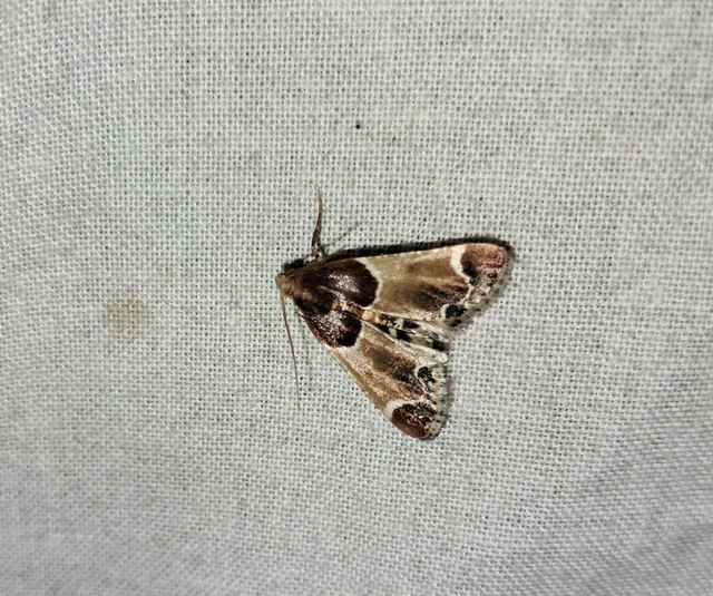 Pyralis farinalis - lisztilonca