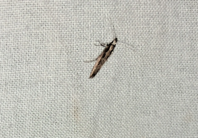 Plutella xylostella - káposztamoly