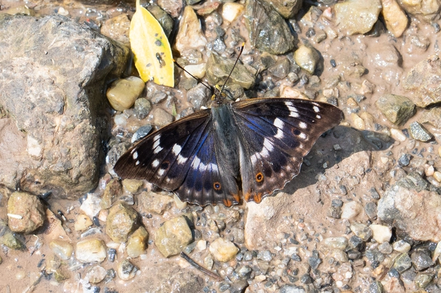 Apatura ilia - kis színjátszólepke