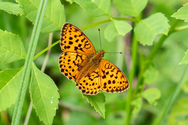 Brenthis daphne - málna-gyöngyházlepke