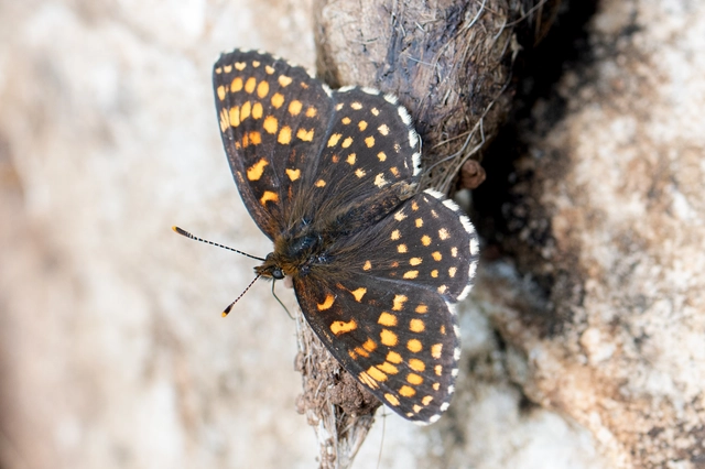 Melitaea diamina - kockás tarkalepke