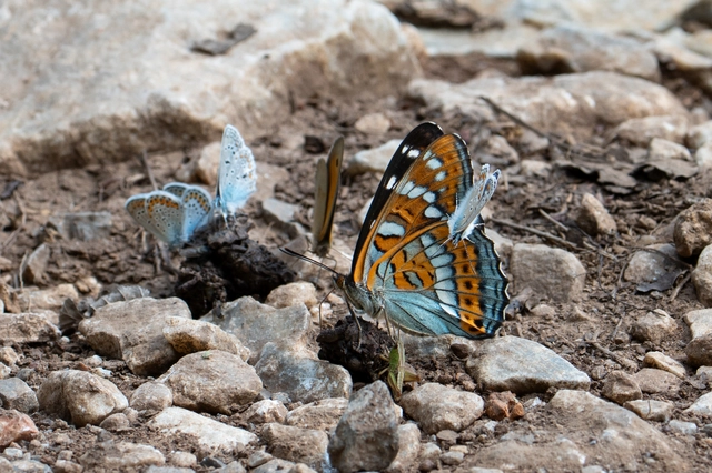 Limenitis populi - nagy nyárfalepke
