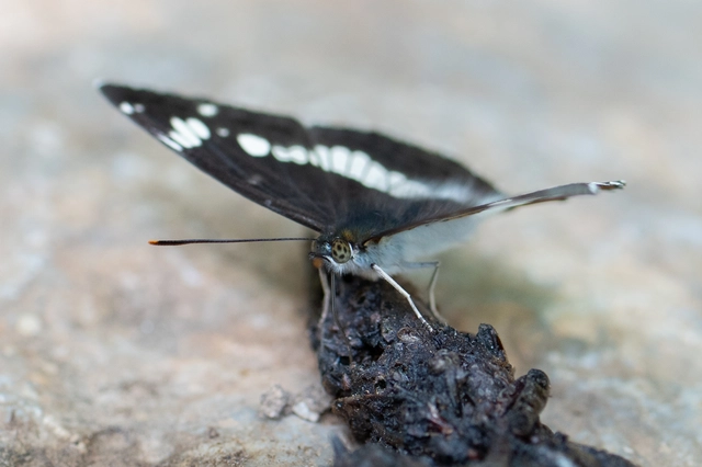 Limenitis camilla - kis lonclepke