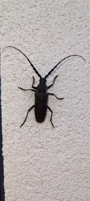 Cerambyx carinatus