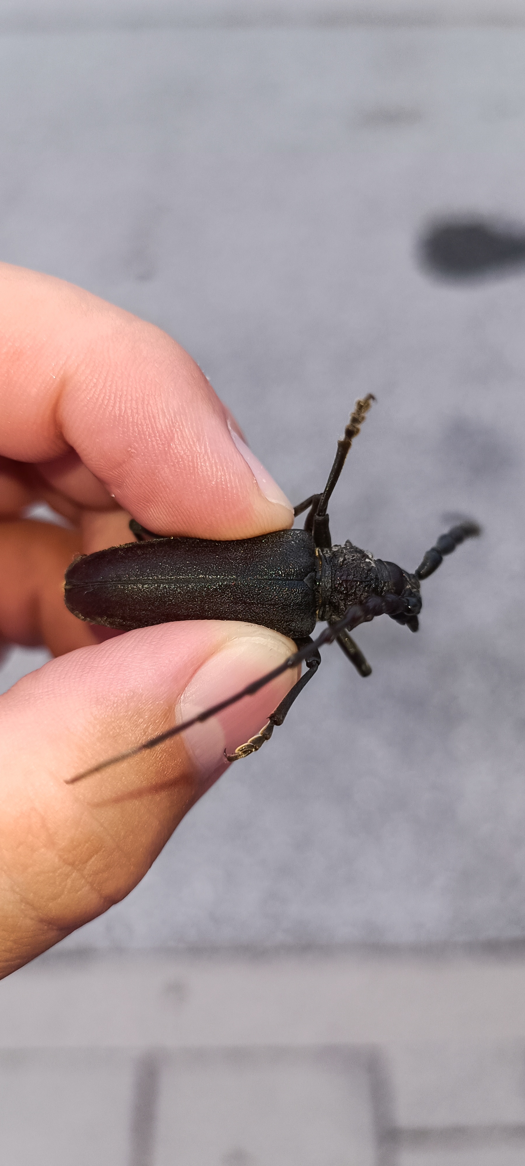 Cerambyx carinatus