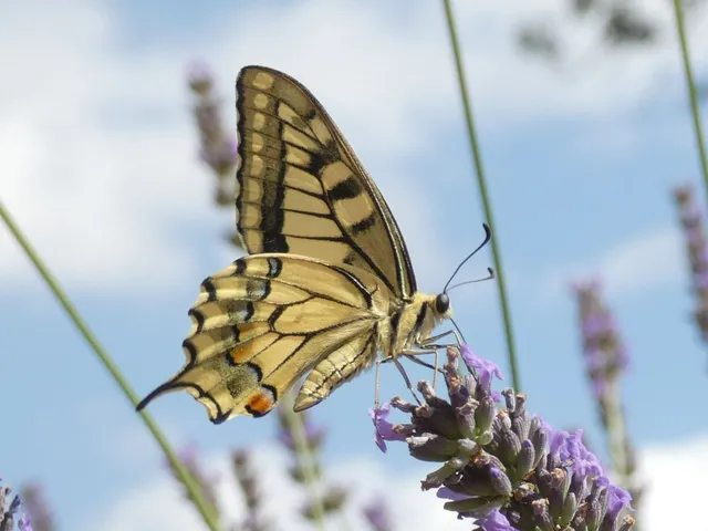 Papilio machaon - fecskefarkú lepke