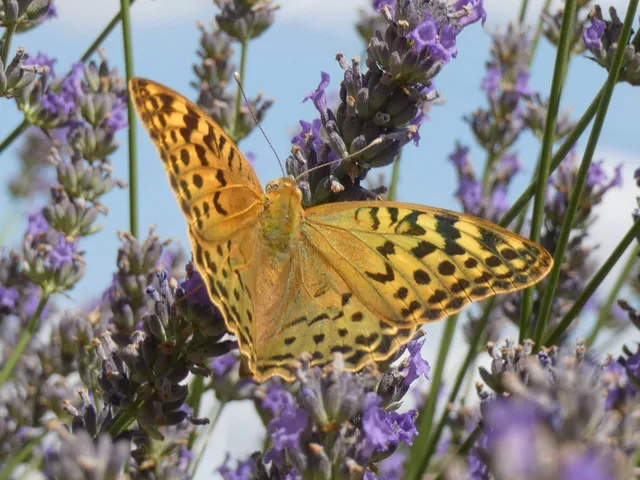 Argynnis pandora - zöldes gyöngyházlepke