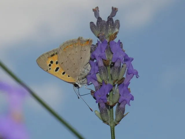 Lycaena phlaeas - közönséges tűzlepke