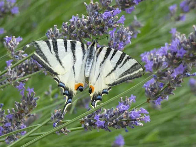 Iphiclides podalirius - kardoslepke
