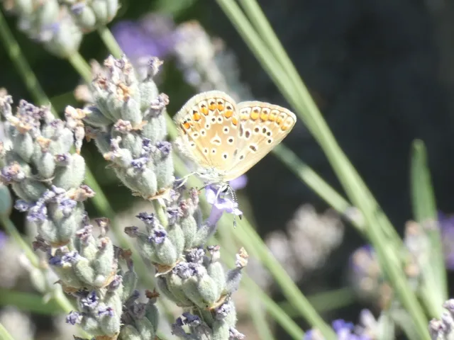 Polyommatus icarus - közönséges boglárka