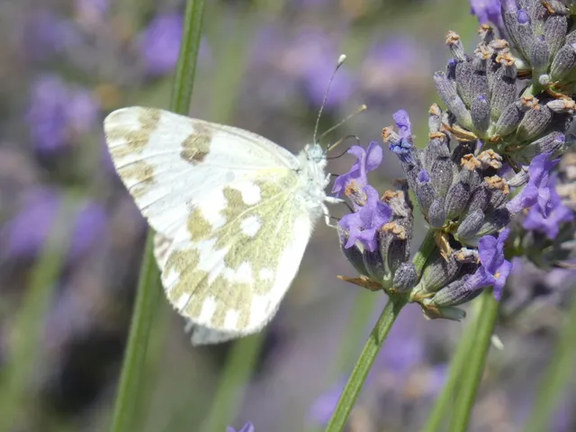 Pontia edusa - rezedalepke