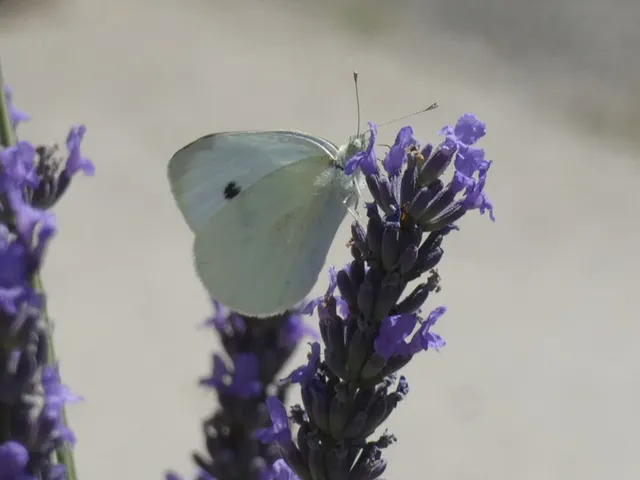 Pieris rapae - répalepke
