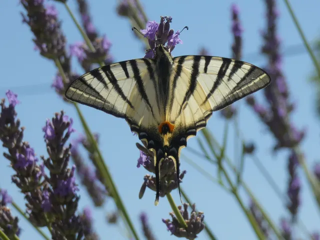 Iphiclides podalirius - kardoslepke