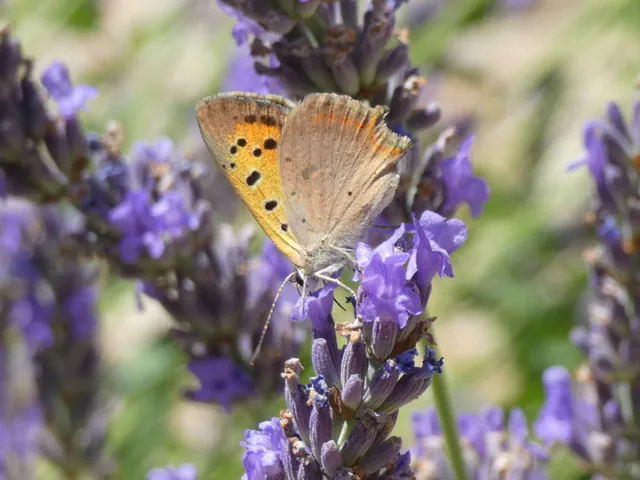 Lycaena phlaeas - közönséges tűzlepke
