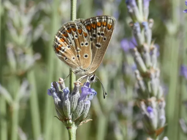 Aricia agestis - szerecsenboglárka