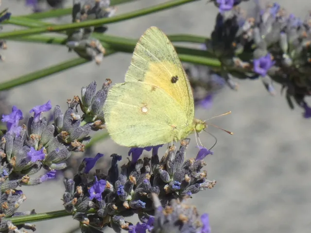Colias croceus - sáfránylepke