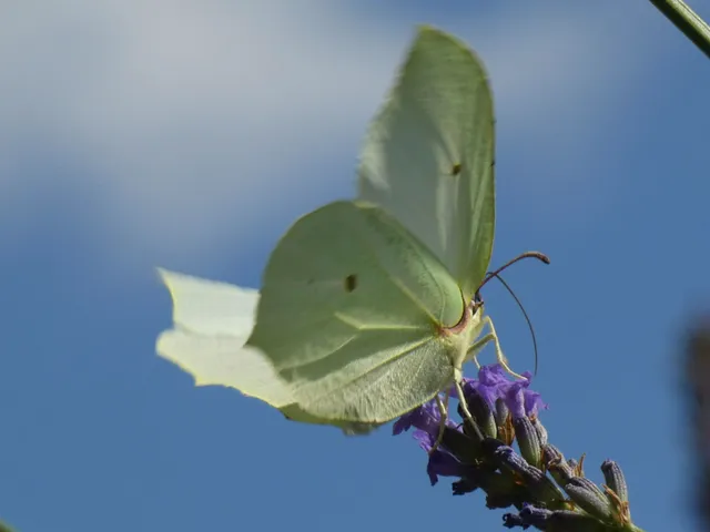 Gonepteryx rhamni - citromlepke
