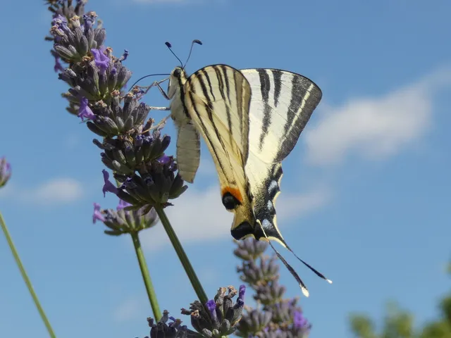 Iphiclides podalirius - kardoslepke