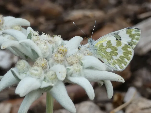 Pontia edusa - rezedalepke