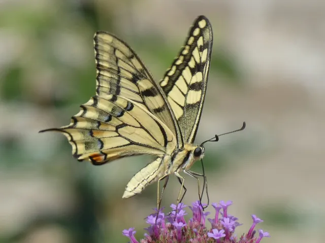 Papilio machaon - fecskefarkú lepke
