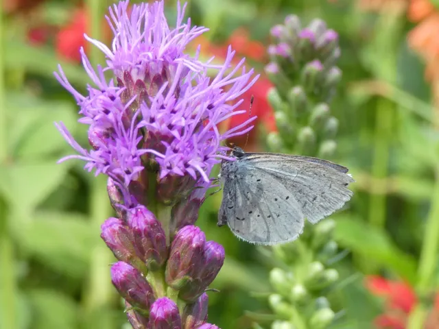 Celastrina argiolus - bengeboglárka