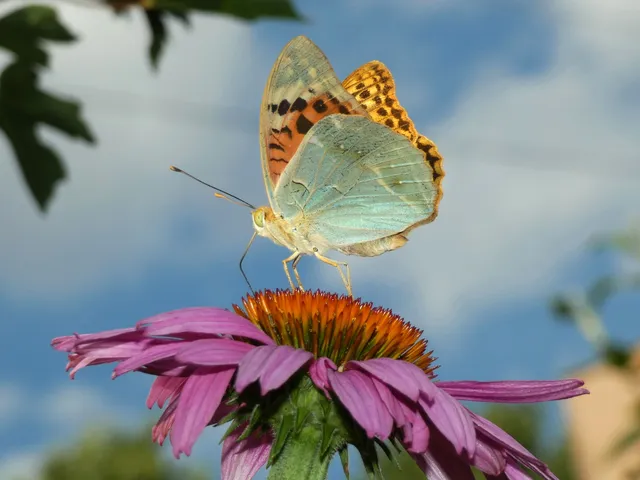 Argynnis pandora - zöldes gyöngyházlepke