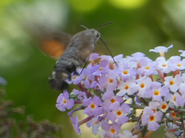 Macroglossum stellatarum - kacsafarkú szender