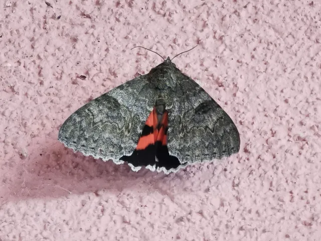 Catocala nupta - piros övesbagoly