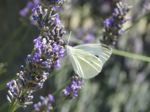 Pieris rapae - répalepke