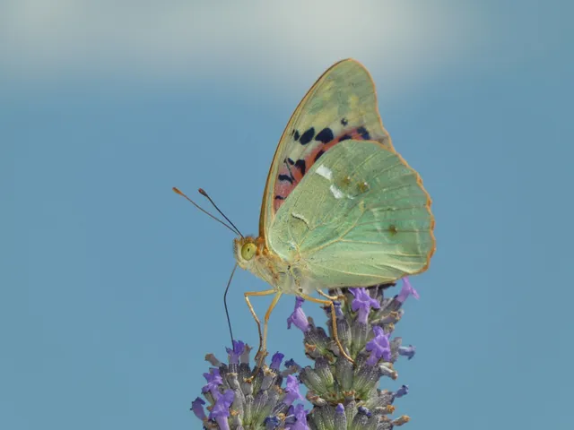 Argynnis pandora - zöldes gyöngyházlepke