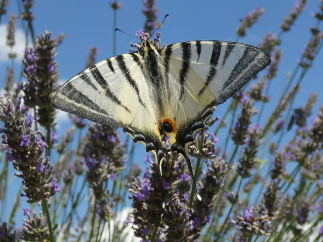 Iphiclides podalirius - kardoslepke