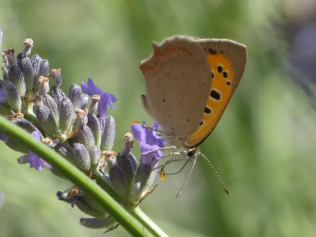 Lycaena phlaeas - közönséges tűzlepke