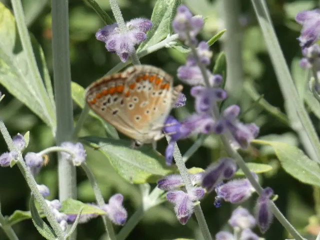 Aricia agestis - szerecsenboglárka