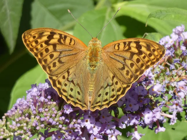 Argynnis pandora - zöldes gyöngyházlepke