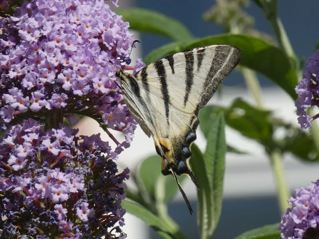 Iphiclides podalirius - kardoslepke