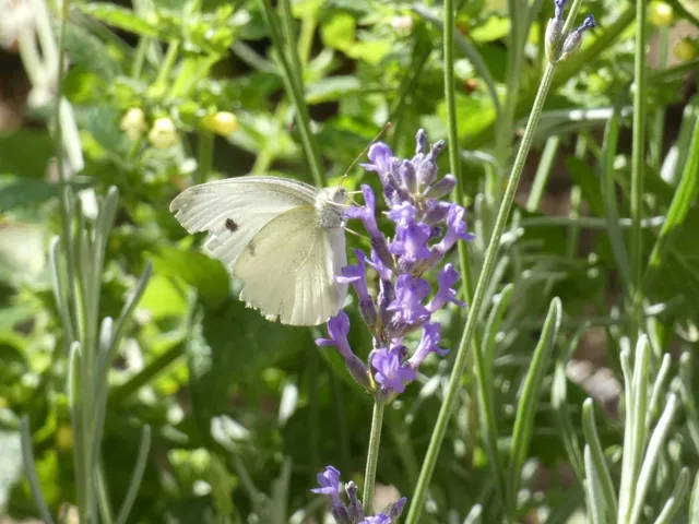 Pieris rapae - répalepke