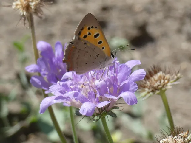 Lycaena phlaeas - közönséges tűzlepke