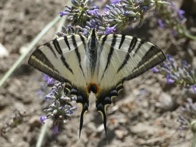 Iphiclides podalirius - kardoslepke