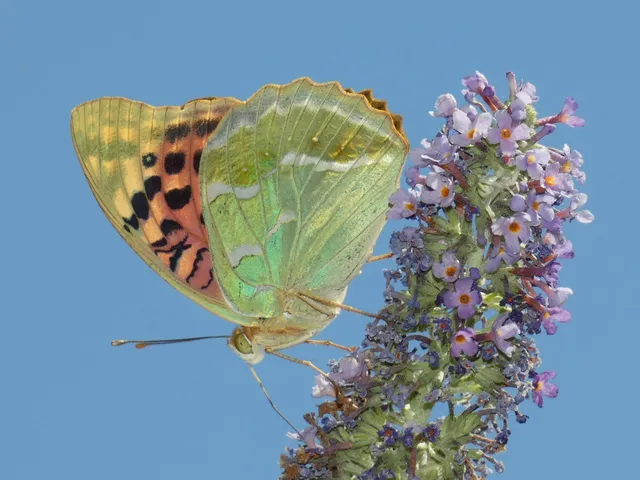 Argynnis pandora - zöldes gyöngyházlepke
