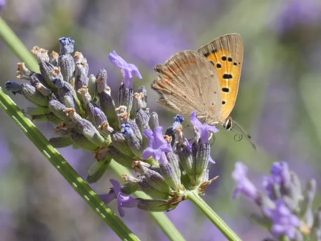 Lycaena phlaeas - közönséges tűzlepke