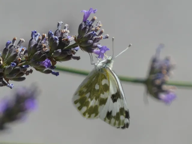 Pontia edusa - rezedalepke