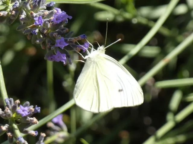 Pieris rapae - répalepke
