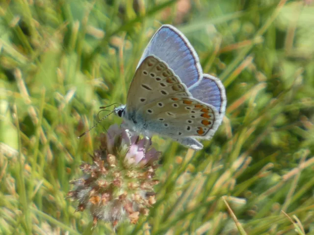 Polyommatus icarus - közönséges boglárka