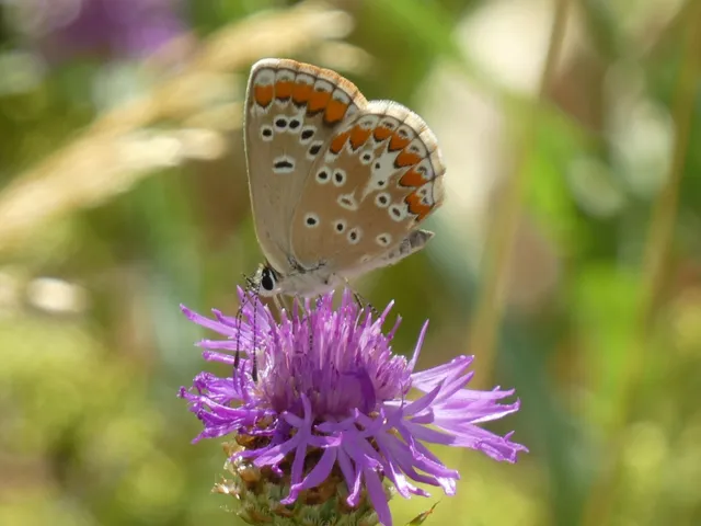 Aricia agestis - szerecsenboglárka
