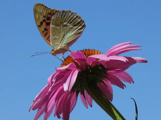 Argynnis pandora - zöldes gyöngyházlepke