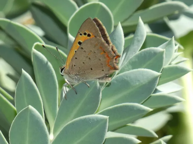 Lycaena phlaeas - közönséges tűzlepke