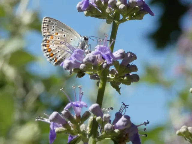 Polyommatus icarus - közönséges boglárka