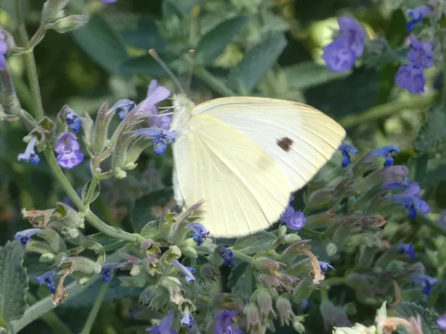 Pieris rapae - répalepke